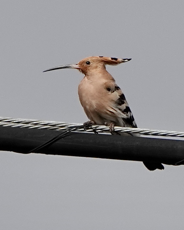 hoopoe